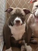 Prada , a female American Bully for sale in Citrus Springs, FL – 2 of 3