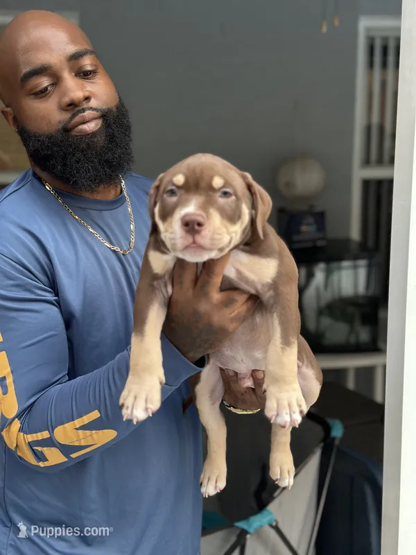 Louie Jr  – American Bully puppy for sale in Citrus Springs, FL
