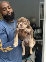 Louie Jr , a male American Bully for sale in Citrus Springs, FL – 1 of 3
