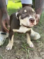Louie Jr , a male American Bully for sale in Citrus Springs, FL – 2 of 3