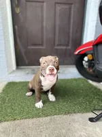 Prada , a female American Bully for sale in Citrus Springs, FL – 3 of 3