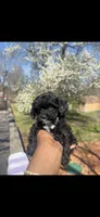 Peppa, Tiny, Channel , a female Yorkipoo for sale in Springfield, MO – Photo 4 of 4