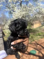 Peppa, Tiny, Channel , a female Yorkipoo for sale in Springfield, MO – Photo 2 of 4