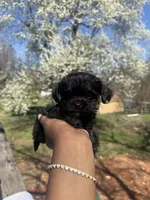 Peppa, Tiny, Channel , a female Yorkipoo for sale in Springfield, MO – Photo 1 of 4