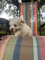 You name , a male Maltese for sale in Coats, NC – 9 of 9