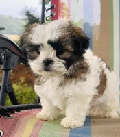 You name, a male Maltese and Mal Shi for sale in Coats, NC – 8 of 10