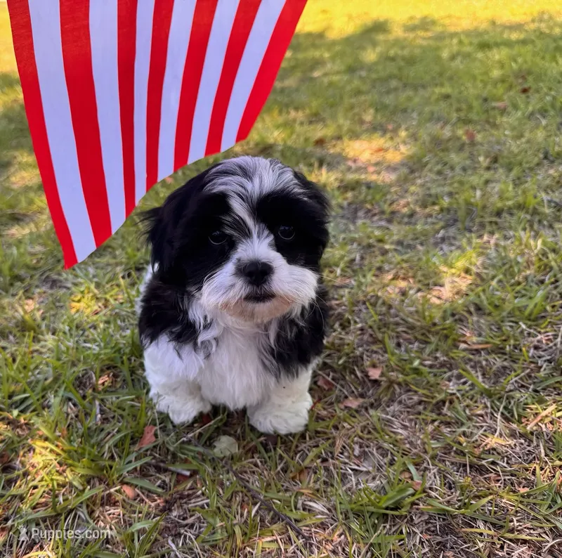You name  – Maltese puppy for sale in Coats, NC