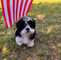 You name , a female Maltese for sale in Coats, NC – 1 of 4