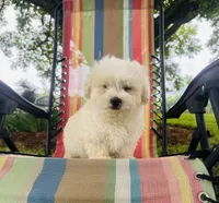 You name , a male Maltese for sale in Coats, NC – 5 of 9