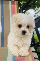 You name , a male Maltese for sale in Coats, NC – 1 of 9