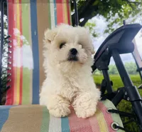 You name , a male Maltese for sale in Coats, NC – 4 of 9
