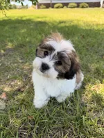 You name, a male Maltese for sale in Coats, NC – 4 of 6