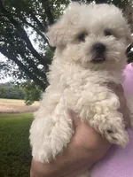 You name , a male Maltese for sale in Coats, NC – 7 of 9