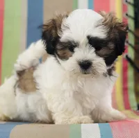 You name, a male Maltese and Mal Shi for sale in Coats, NC – 2 of 10