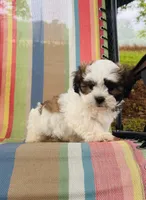 You name, a male Maltese and Mal Shi for sale in Coats, NC – 9 of 10