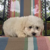 You name , a male Maltese for sale in Coats, NC – 3 of 9