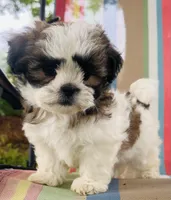 You name, a male Maltese and Mal Shi for sale in Coats, NC – 6 of 10