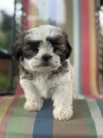 You name, a male Maltese and Mal Shi for sale in Coats, NC – 4 of 10