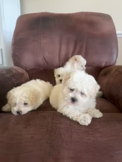 You name, a female Maltese for sale in Coats, NC – 3 of 5