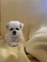 You name, a female Maltese for sale in Coats, NC – 2 of 5