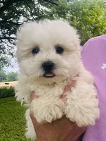You name , a male Maltese for sale in Coats, NC – 6 of 9
