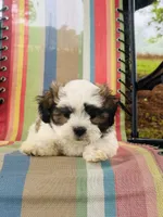 You name, a male Maltese and Mal Shi for sale in Coats, NC – 10 of 10
