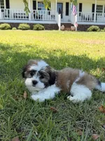 You name, a male Maltese for sale in Coats, NC – 5 of 6