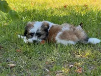 You name, a male Maltese for sale in Coats, NC – 3 of 6