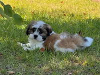 You name, a male Maltese for sale in Coats, NC – 2 of 6