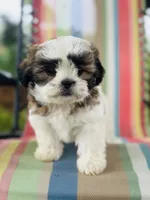 You name, a male Maltese and Mal Shi for sale in Coats, NC – 3 of 10