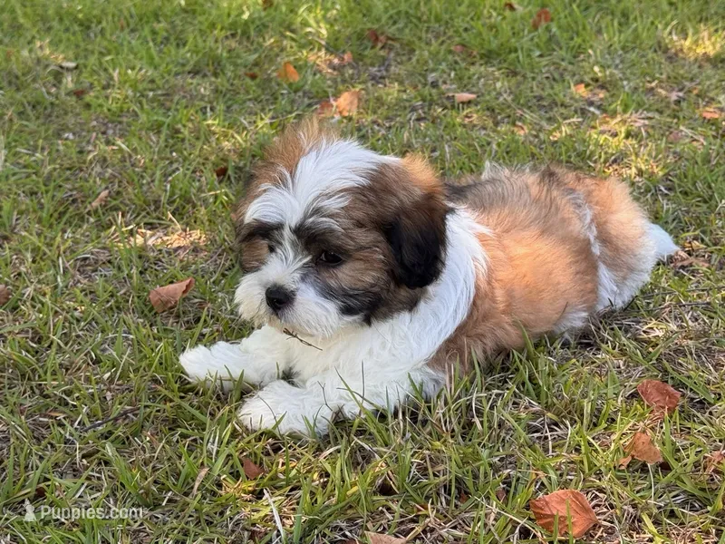 You name – Maltese puppy for sale in Coats, NC
