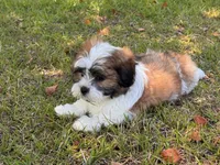 You name, a male Maltese for sale in Coats, NC – 1 of 6