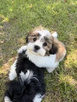 You name, a male Maltese for sale in Coats, NC – 6 of 6