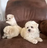 You name, a female Maltese for sale in Coats, NC – 5 of 5