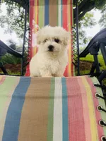You name , a male Maltese for sale in Coats, NC – 8 of 9