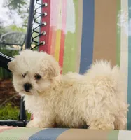 You name , a male Maltese for sale in Coats, NC – 2 of 9