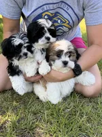 You name , a female Maltese for sale in Coats, NC – 4 of 4