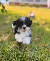You name , a female Maltese for sale in Coats, NC – 2 of 4