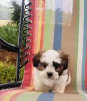 You name, a male Maltese and Mal Shi for sale in Coats, NC – 5 of 10