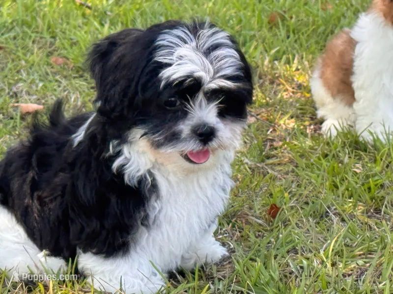 You name  – Maltese puppy for sale in Coats, NC