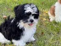 You name , a female Maltese for sale in Coats, NC – 1 of 4