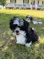 You name , a female Maltese for sale in Coats, NC – 4 of 4