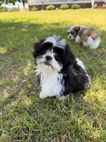 You name , a female Maltese for sale in Coats, NC – 3 of 4