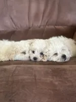 You name, a female Maltese for sale in Coats, NC – 4 of 5