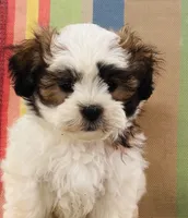 You name, a male Maltese and Mal Shi for sale in Coats, NC – 1 of 10