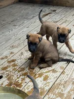 Emmy, a female Belgian Malinois for sale in Bozeman, MT – Photo 1 of 6