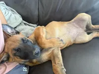 Emmy, a female Belgian Malinois for sale in Bozeman, MT – Photo 5 of 6