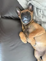 Emmy, a female Belgian Malinois for sale in Bozeman, MT – Photo 6 of 6