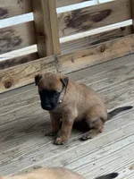 Emmy, a female Belgian Malinois for sale in Bozeman, MT – Photo 3 of 6