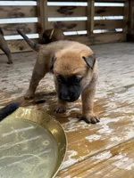 Emmy, a female Belgian Malinois for sale in Bozeman, MT – Photo 2 of 6